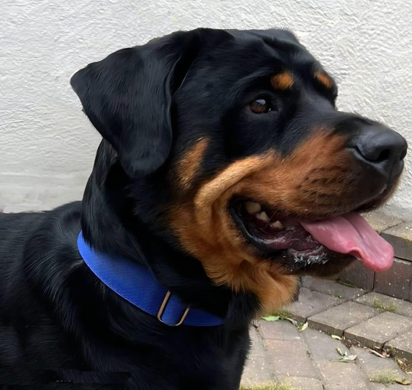 Nova